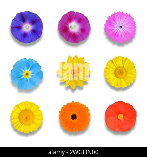 Flowers cropped with morning glory, mallow, daffodil, daisies etc. Stock Photo