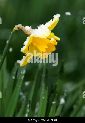 Close-up of a single flower of the daffodil (Narcissus Pseudonarcissus) with snowflakes Stock Photo