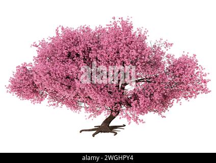Tree Rendering Pink 3D rendering of a pink blooming sakura tree isolated on white ...
