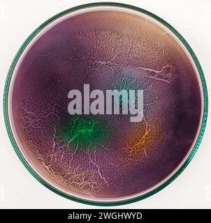 colonies of bacteria and other microorganisms in a Petri dish on the surface of the nutrient medium Stock Photo
