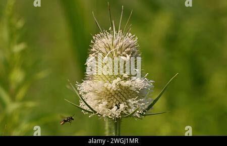 Wild bee comes to pollinate and fertilisate the flowers of the cutleaf teasel (Dipsacus laciniatus), Hungary, Tokaj Stock Photo