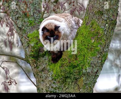 Ragdoll Cat Stock Photo