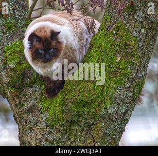 Ragdoll Cat Stock Photo