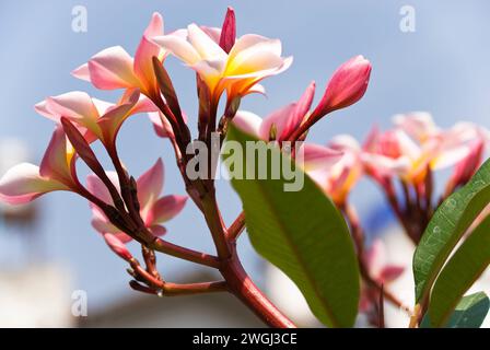 Group of colorful flowers arranged together under a clear blue sky Stock Photo