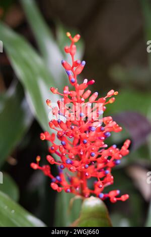 Aechmea miniata is a species of flowering plant in the Bromeliaceae family, Flower exotic garden, Mahe, Seychelles Stock Photo