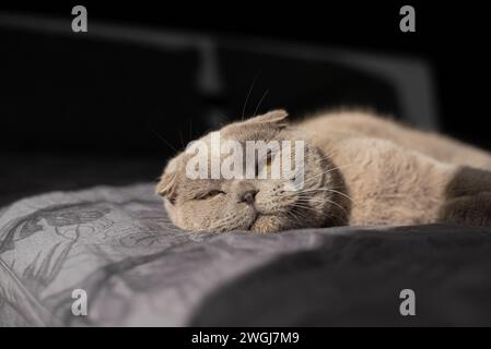 cat lying on sofa and smiling. Stock Photo