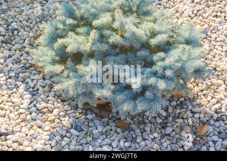 A small Christmas tree grows near the house with small stones on sand background Stock Photo
