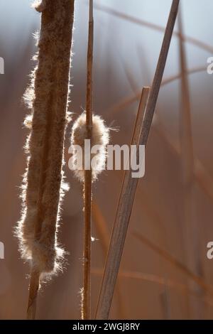 Backlit and close up vertical portrait of winter dry cattail with seed fuzz , a native North American plant, in wetland at Bosque del Apache refuge in Stock Photo