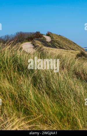 Winding pathway leads through the grassy dunes on the coast near Westkapelle on a clear blue sky day. Nature's beauty unfolds as the path meanders Stock Photo
