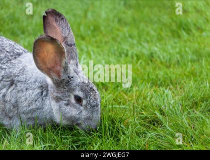 Rabbit eating grass on a green lawn. Close up. Stock Photo
