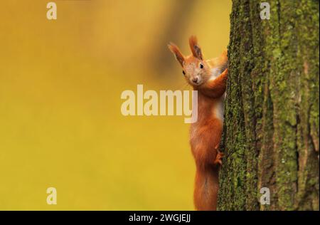 Squirrel on a tree in an autumn park on blurred background. Stock Photo