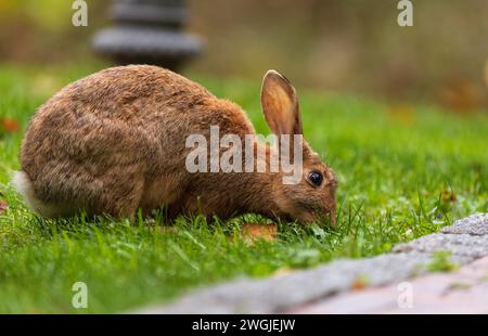 Brown rabbit eating grass on a green lawn in the park. Stock Photo