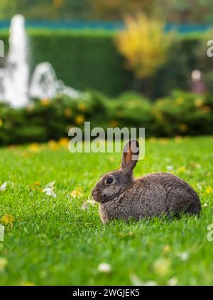 Beautiful rabbit sitting on the lawn in the park. Stock Photo