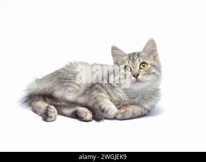 Small gray kitten lies and looks up on a white background. Stock Photo