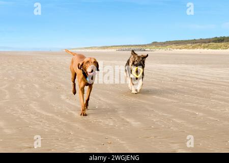 Hungarian Vizsla Dog And German Shepherd running together on beach in Pembrey, Wales., UK Stock Photo