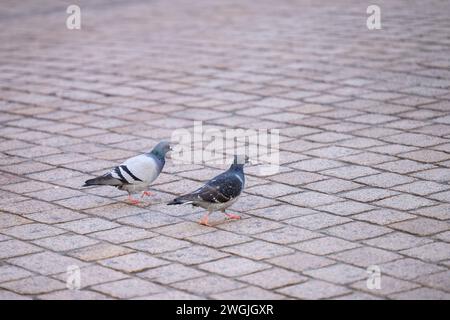 Stadttauben auf gepflastertem Platz , Alltag, 05.02.2024, Zwei Tauben spazieren auf Pflastersteinen, friedliche Stadtszene. *** City pigeons on paved square , Everyday life, 05 02 2024, Two pigeons walking on paving stones, peaceful city scene Stock Photo