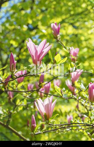 Magnolia tree branch blossom in springtime garden on green leaves background. Blooming pink magnolia outdoor in public park, gardening, landscape desi Stock Photo