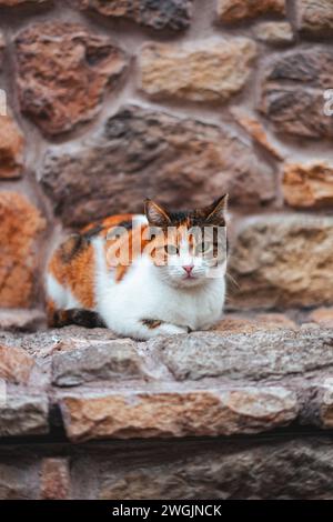 A solitary calico cat rests on a stone ledge in Istanbul, Turkey Stock Photo