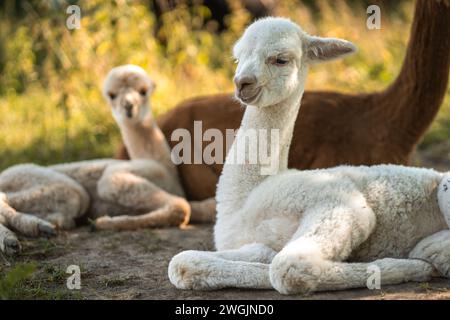 Cute white baby alpacas lying on green grass near adult animal or mother on summer outdoor farm Stock Photo