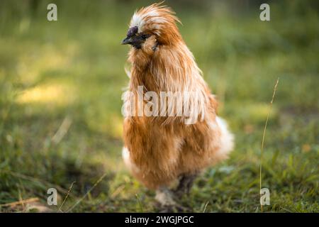 Young fluffy chicken, silky hen walking on green grass of poultry livestock farm Stock Photo