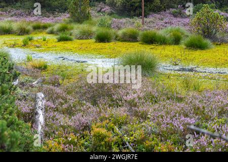 Stillgewässer im Naturschutzgebiet Hochmoor, Zinnwald