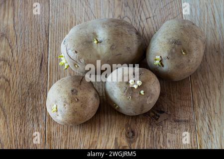 Swift are a variety of first early seed potatoes. Stock Photo