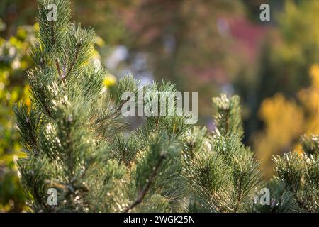 Green Pointy Pine Needles Close Up in Summer Forest in Bulgaria. Stock Photo
