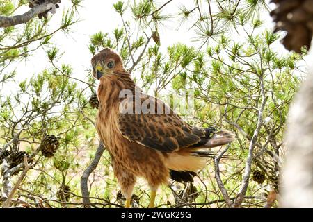 long-legged buzzard (Buteo rufinus). Stock Photo