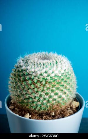 Close up of a decorative cactus for home interiors Stock Photo