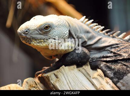 black-chested spiny-tailed iguana, Honduran spinytailed iguana, Schwarzbrust-Schwarzleguan, Ctenosaura melanosterna, feketemellű leguán Stock Photo