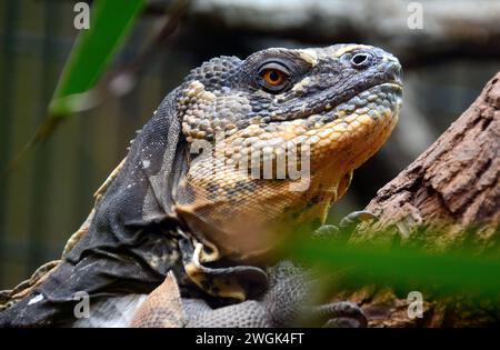 black-chested spiny-tailed iguana, Honduran spinytailed iguana, Schwarzbrust-Schwarzleguan, Ctenosaura melanosterna, feketemellű leguán Stock Photo