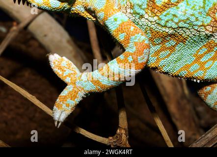 Veiled chameleon, Yemen chameleon, Jemenchamäleon, Caméléon casqué, Chamaeleo calyptratus, sisakos kaméleon Stock Photo