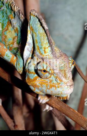 Veiled chameleon, Yemen chameleon, Jemenchamäleon, Caméléon casqué, Chamaeleo calyptratus, sisakos kaméleon Stock Photo