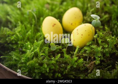 Three speckled yellow eggs nestled in vibrant green moss, depicting a natural, springtime setting Stock Photo