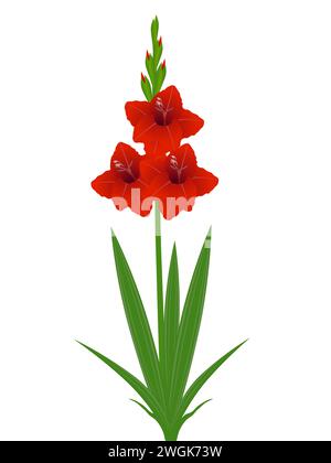 Gladiolus flowers with leaves on a white background. Stock Vector