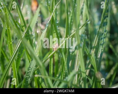 A grasshopper on a blade of a green grass with dew drops. Stock Photo