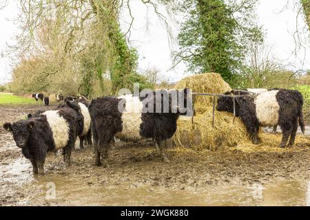 Belted Galloway cows and calves eating from a metal ring feeder in winter. The Belted Galloway is a traditional Scottish breed of beef cattle and can Stock Photo