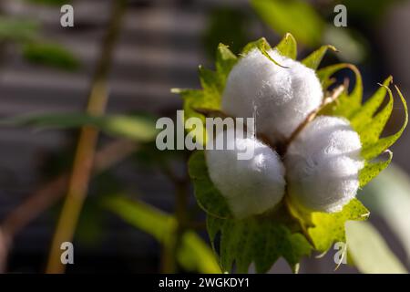Three fluffy cotton flower heads ready to crop, close-up view, green leaves in the background, Dubai, United Arab Emirates. Stock Photo