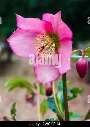 Pink winter flower of the hardy, semi evergreen perennial hellebore, Helleborus x orientalis 'Walburton's Rosemary' Stock Photo