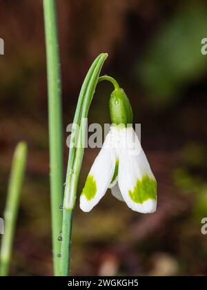Winter flower of  the heavily marked snowdrop variety, Galanthus 'Trymming' Stock Photo