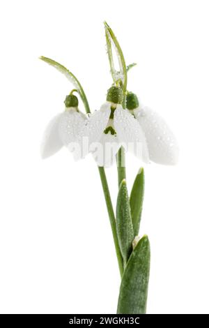 Bouquet snowdrop isolated on white background Stock Photo