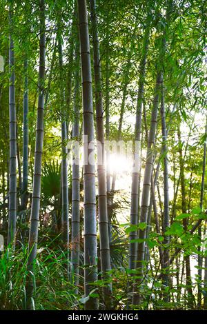 Sunlight peaks through a grove of bamboo trees. Stock Photo