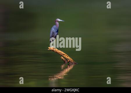 Little Blue Heron (Egretta caerulea) standing on a branch in water Stock Photo