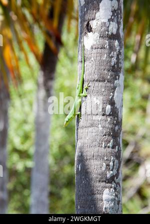 The close view of a small lizard on Little Stirrup Cay island tree (Bahamas). Stock Photo