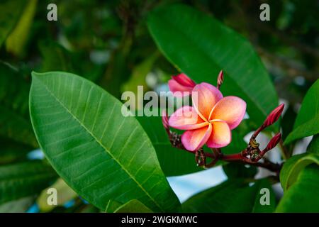 Plumeria rubra red frangipani tropical beautiful fragrant vibrant flower tree exotic Trinidad and Tobago Stock Photo