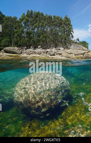 Rocky coast with Eucalyptus trees and a boulder with fish underwater in the Atlantic ocean, Spain, natural scene, split view half over and under water Stock Photo
