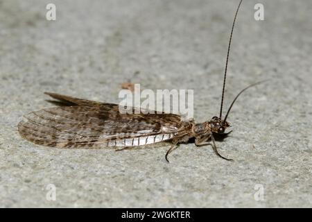 Dobsonfly, Archichauliodes diversus, Nelson, South Island, New Zealand Stock Photo