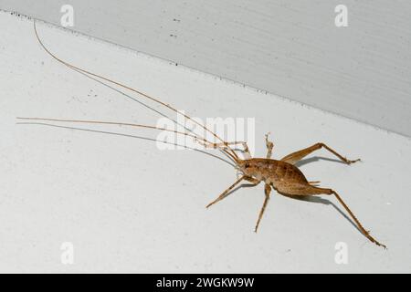 Cave Weta, Isoplectron sp, endemic to New Zealand, Nelson, South Island, New Zealand Stock Photo