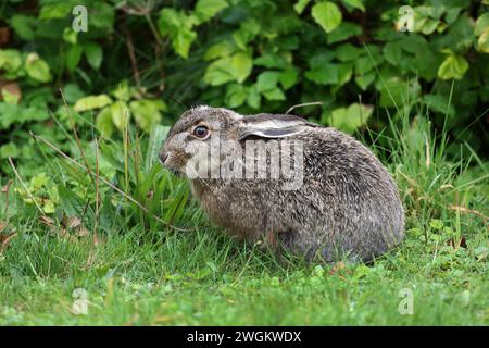 European hare, Brown hare (Lepus europaeus), sitting on the edge of the meadow, side view, Germany, Schleswig-Holstein Stock Photo