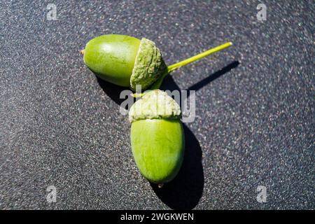 common oak, pedunculate oak, English oak (Quercus robur, Quercus pedunculata), two green acorns on a gray background, Germany Stock Photo